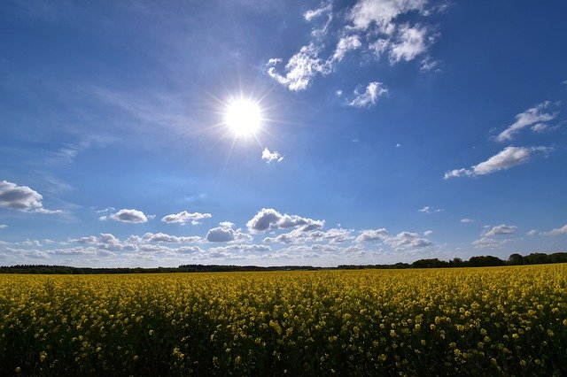 Free download Field Of Rapeseeds Sky Sun -  free photo or picture to be edited with GIMP online image editor