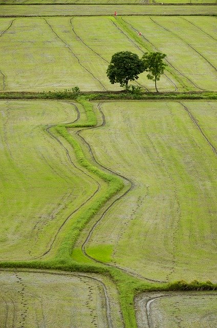 Free download Field Rice Nature -  free photo or picture to be edited with GIMP online image editor