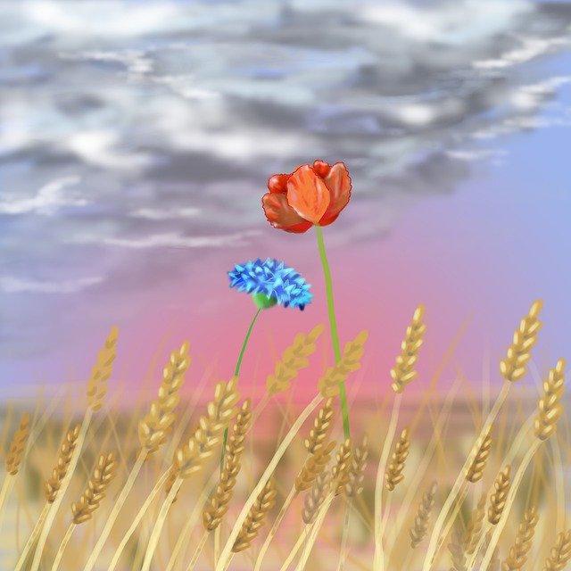 Free download Field Rye Flowers -  free illustration to be edited with GIMP free online image editor