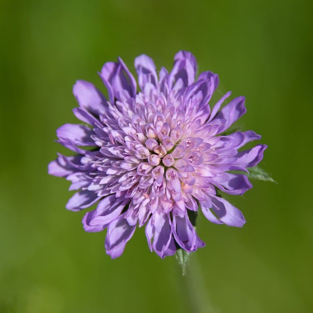 Free download field scabious knautia arvensis free picture to be edited with GIMP free online image editor