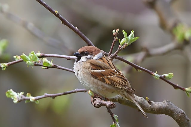 Free download field sparrow bird garden spring free picture to be edited with GIMP free online image editor