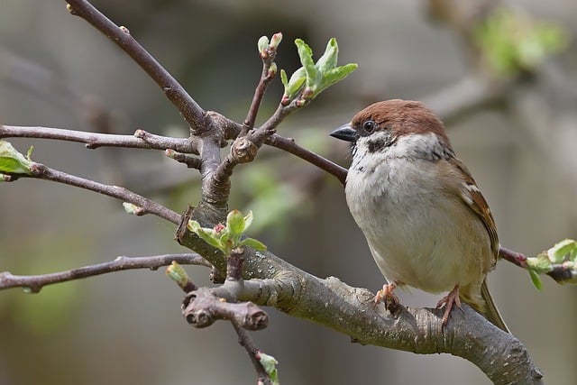 Free download field sparrow songbird garden tree free picture to be edited with GIMP free online image editor