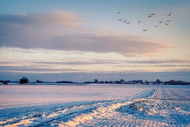 Free download fields snow path birds nature free picture to be edited with GIMP free online image editor