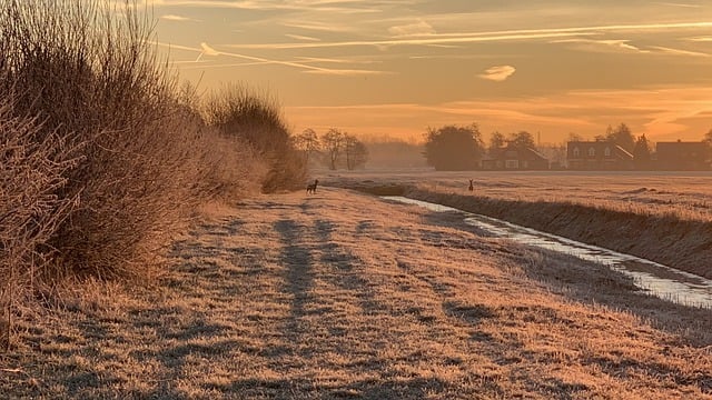 Free download field stream animals sunrise free picture to be edited with GIMP free online image editor