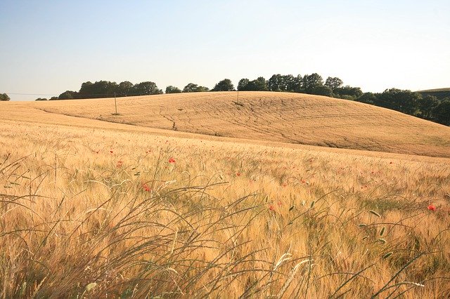 Kostenloser Download von Field Summer Wheat - kostenloses Foto oder Bild zur Bearbeitung mit dem Online-Bildeditor GIMP