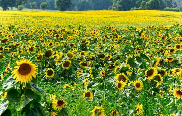 Free download field sunflowers plantation botany free picture to be edited with GIMP free online image editor