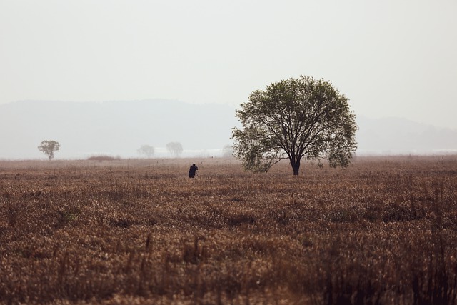 Free download field tree fog man nature morning free picture to be edited with GIMP free online image editor