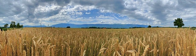 Free download field wheat cereals agriculture free picture to be edited with GIMP free online image editor