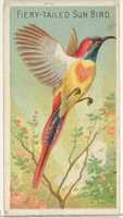 Free download Fiery-Tailed Sun Bird, from the Birds of the Tropics series (N5) for Allen & Ginter Cigarettes Brands free photo or picture to be edited with GIMP online image editor