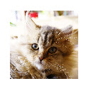 FiFi CAT  screen for extension Chrome web store in OffiDocs Chromium