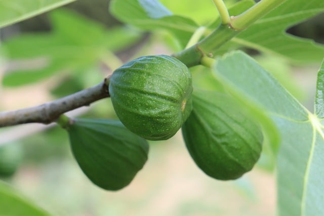 Free download fig fig tree fruit tree spring free picture to be edited with GIMP free online image editor