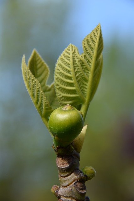 Free download Fig Tree Fruit -  free photo or picture to be edited with GIMP online image editor