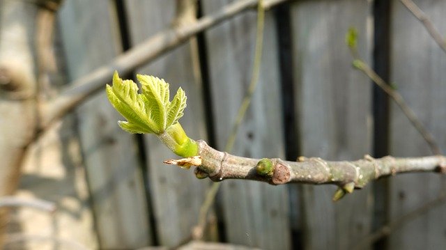 Free download Fig Tree Spout Spring -  free photo or picture to be edited with GIMP online image editor