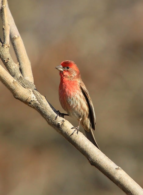 Free download finch bird branch animal wildlife free picture to be edited with GIMP free online image editor