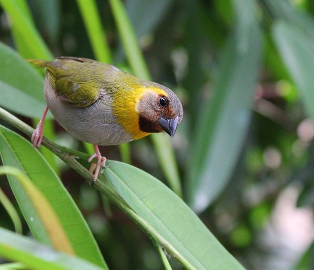 Free download finch bird nature animal wildlife free picture to be edited with GIMP free online image editor