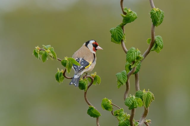 Free download finch goldfinch bird wildlife free picture to be edited with GIMP free online image editor