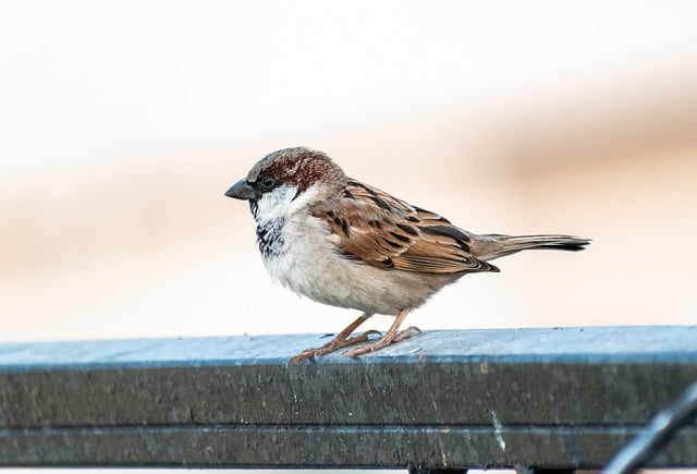 Free download finch sparrow bird perching free picture to be edited with GIMP free online image editor