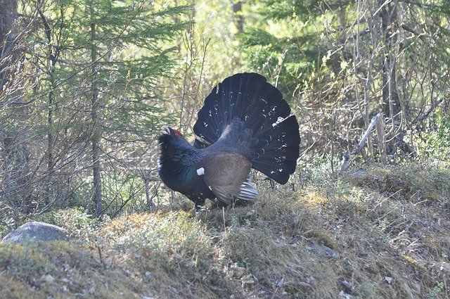 Free download Finland Capercaillie Auerhahn -  free photo or picture to be edited with GIMP online image editor