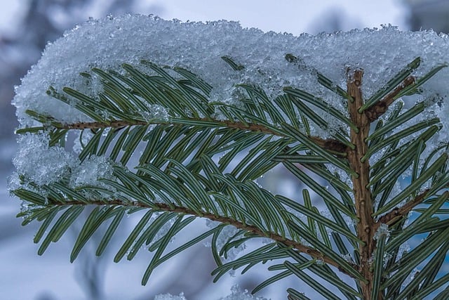 Free download fir branch winter snow season free picture to be edited with GIMP free online image editor