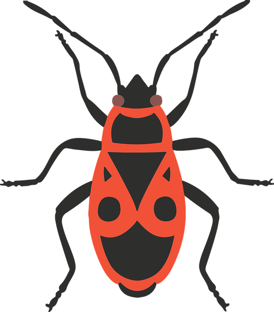 Free download Firebug Bug Insect Pyrhocorris - Free vector graphic on Pixabay free illustration to be edited with GIMP free online image editor