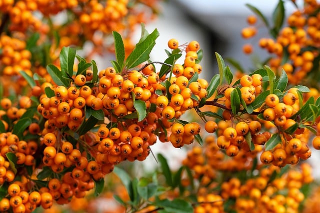 Free download firethorn berry orange shrub fruit free picture to be edited with GIMP free online image editor