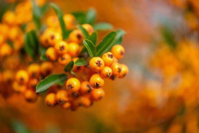 Free download firethorn berry ornamental shrub free picture to be edited with GIMP free online image editor