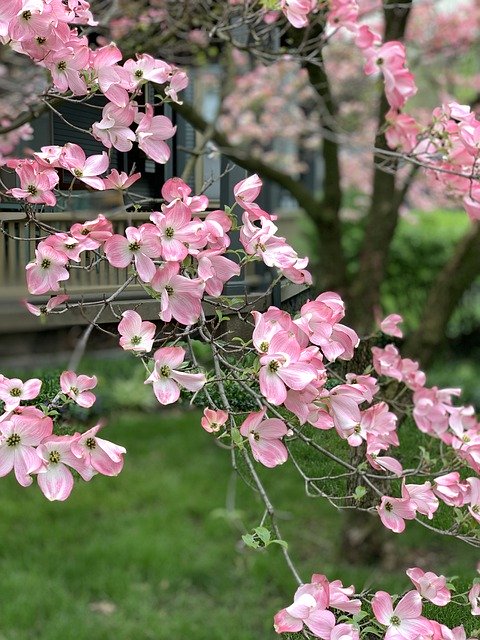 Free download First May Pink Flowers Nightflower -  free photo or picture to be edited with GIMP online image editor