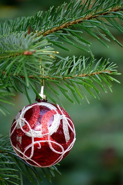 Free download fir tree christmas tree red bauble free picture to be edited with GIMP free online image editor