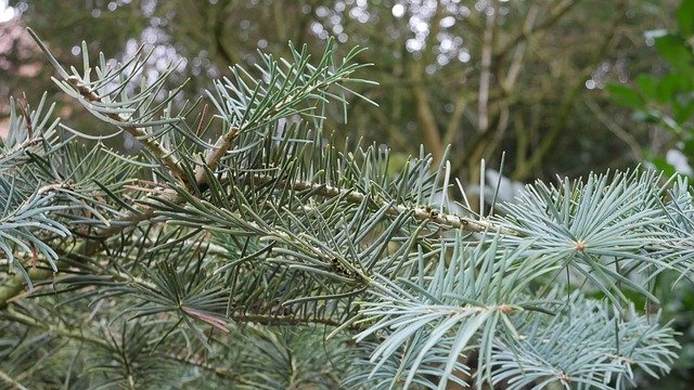 Free download Fir Tree Green Winter -  free photo or picture to be edited with GIMP online image editor