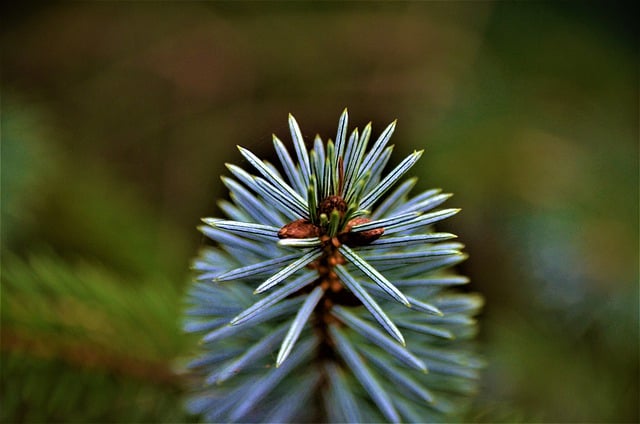 Free download fir tree silver fir pine needle free picture to be edited with GIMP free online image editor