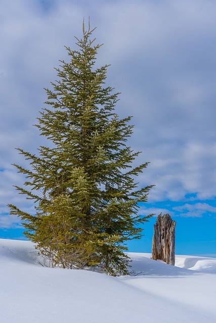 Free download fir tree snow winter wintry free picture to be edited with GIMP free online image editor