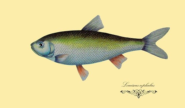 Free download Fish Drawing Figure -  free illustration to be edited with GIMP free online image editor