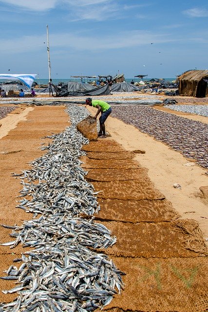 Free download Fish Dried Sardines -  free photo or picture to be edited with GIMP online image editor