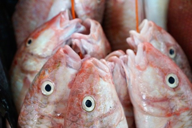 Free download Fish Eat Raw free photo template to be edited with GIMP online image editor