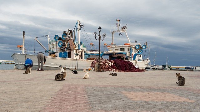 Free download Fisherman Greece Cat -  free photo or picture to be edited with GIMP online image editor