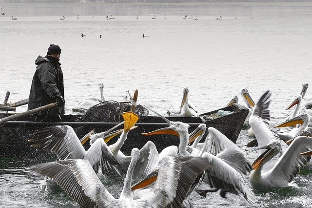 Free download Fisher Pelicans Pelecanus -  free photo or picture to be edited with GIMP online image editor