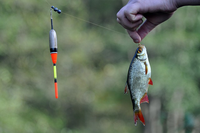 Free download fish fishing float lead sport free picture to be edited with GIMP free online image editor