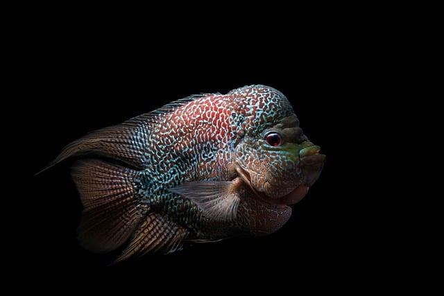 Free download fish flowerhorn aquatic animals free picture to be edited with GIMP free online image editor