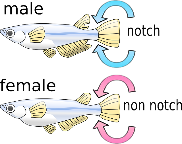 Free download Fish Male Female - Free vector graphic on Pixabay free illustration to be edited with GIMP free online image editor