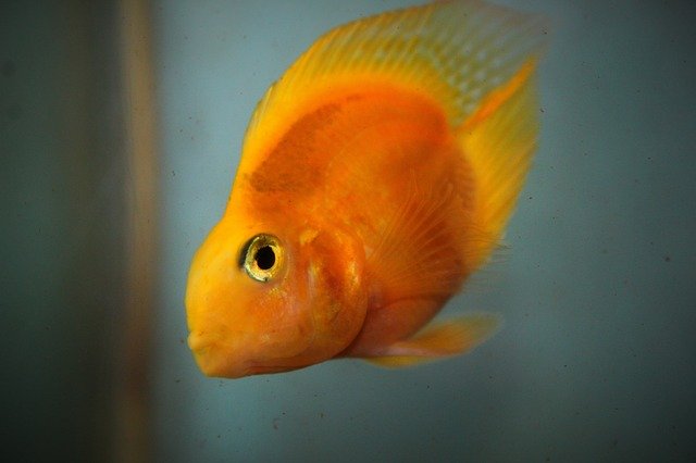 Free download Fish Parrot Aquarium -  free photo or picture to be edited with GIMP online image editor