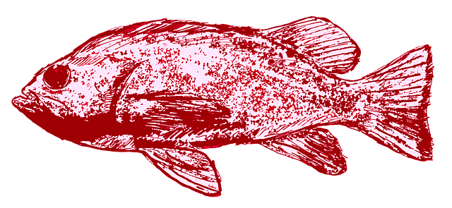 Free download Fish Red Drawing -  free illustration to be edited with GIMP free online image editor