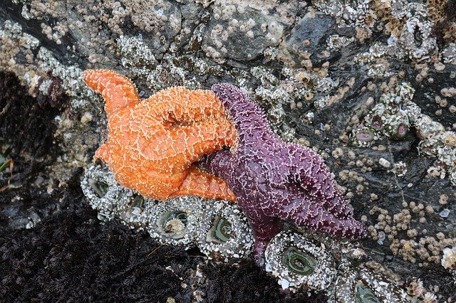 Free download Fish Starfish Sea Star -  free photo or picture to be edited with GIMP online image editor