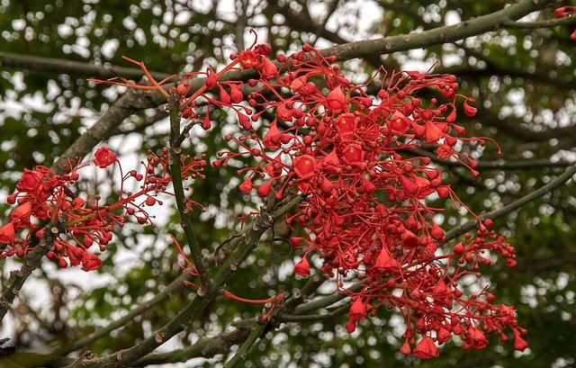 Free download Flame Tree Brachychiton -  free photo or picture to be edited with GIMP online image editor