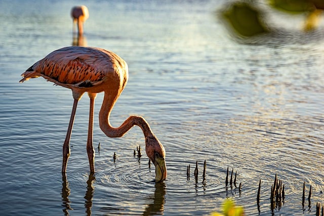 Free download flamingo bird lake wildlife animal free picture to be edited with GIMP free online image editor