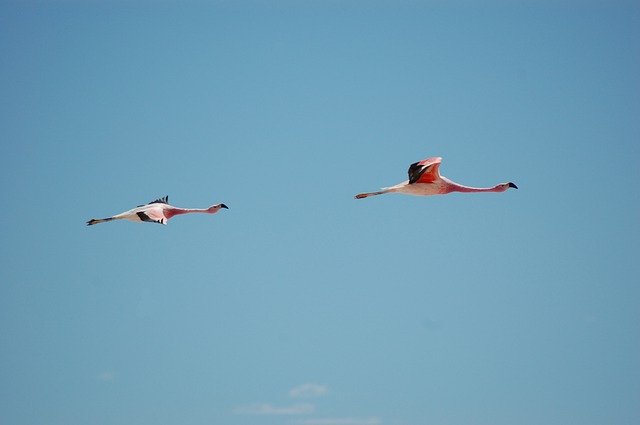 Free download Flamingo Bird Nature -  free photo or picture to be edited with GIMP online image editor