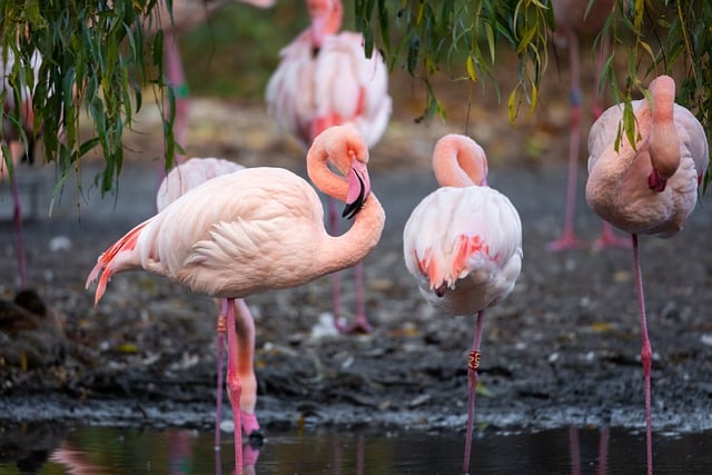 Free download flamingo bird nature wildlife love free picture to be edited with GIMP free online image editor