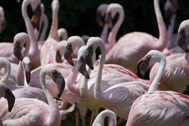 Free download flamingo birds flock animals free picture to be edited with GIMP free online image editor