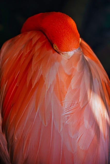 Free download flamingo bird wildlife shadows free picture to be edited with GIMP free online image editor