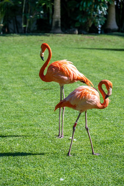 Free download flamingo couple pair bird feathers free picture to be edited with GIMP free online image editor