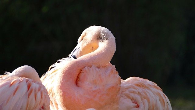 Free download Flamingo Pink Bird -  free photo or picture to be edited with GIMP online image editor